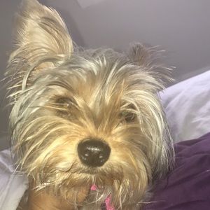 Meet your Posher, Taylor